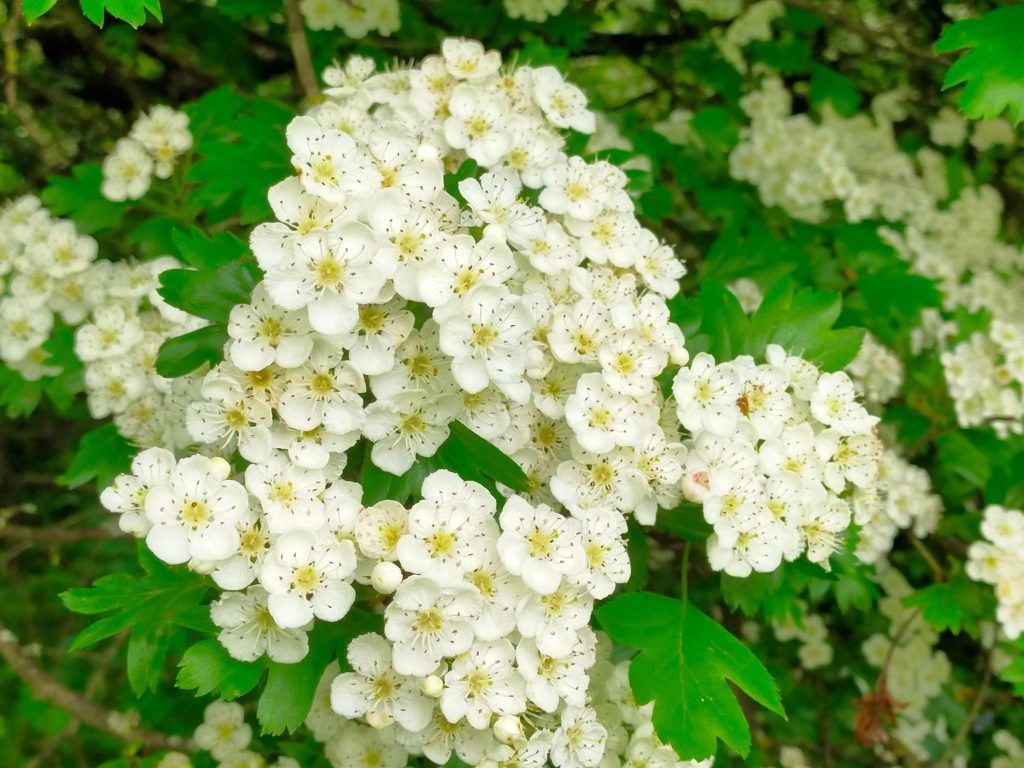 De unde vine mierea arbori si arbusti meliferi în Codrii Iasilor